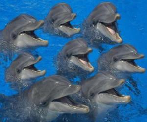 Puzzle Ομάδα των δελφινιών